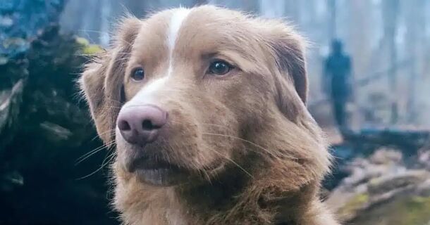 The Good Boy Director’s Next Movie Takes Flight, Filmed Entirely by Drones