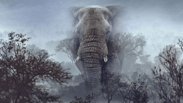 Ghost Elephants ending explained: Boyes' proof is a phone video from the expedition's last day